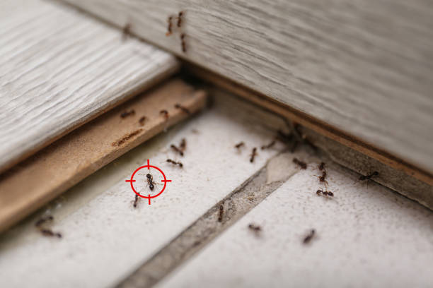 Best Local Pest Control Services  in Glen Raven, NC