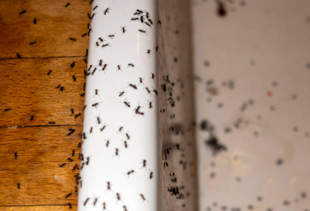 Glen Raven, NC Pest Control Company