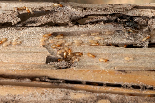Best Pest Control Near Me in Glen Raven, NC
