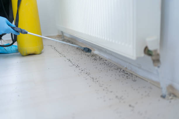Wasp Removal Services in Glen Raven, NC