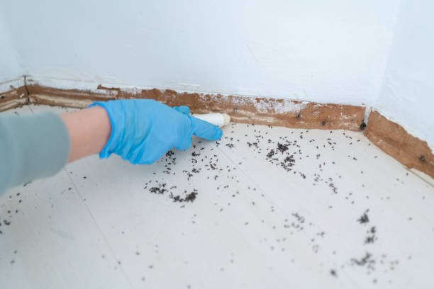 Flea Control Services in Glen Raven, NC