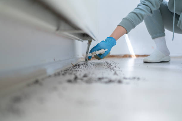 Best Wasp Removal Services  in Glen Raven, NC